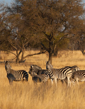 land management and biodiversity [photo]