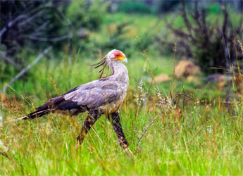 land management and biodiversity [photo]